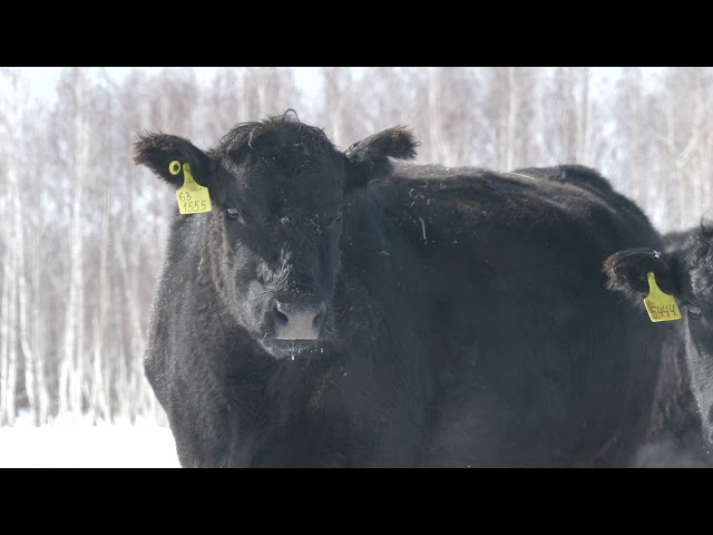 АНГУС ЗИМОЙ -полная версия