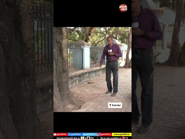 Panjim’s ‘Smart’ Planning? Disability Tiles Lead Straight Into a Tree || Goa365 TV