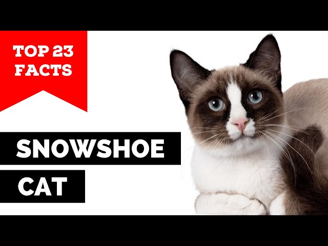 99% of Snowshoe Owners Don't Know This!