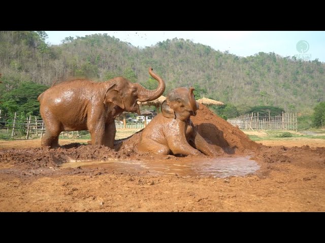 Update On The Journey Of Our Dear Girl, Namtip - ElephantNews