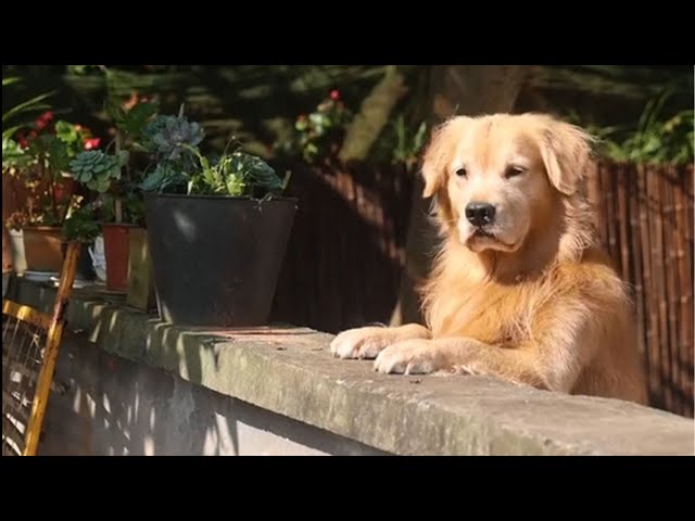 Luhu：Dad is cooking today, and Lu Hu will help pick oranges later#dog #pets #cute