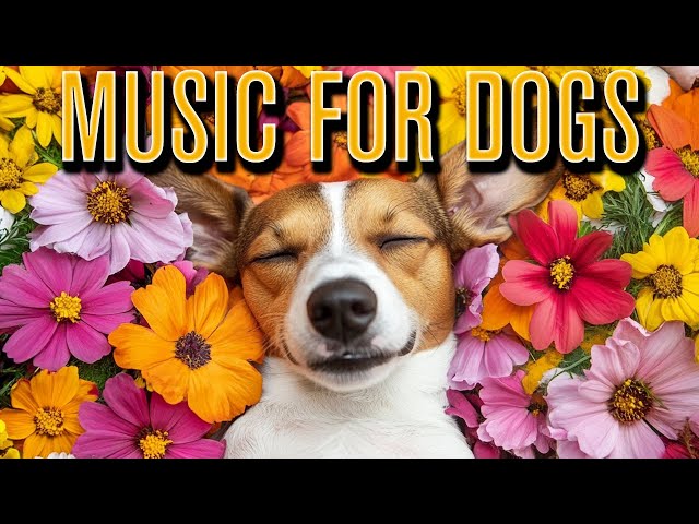 RELAXING Cozy Anxiety Relief Music for Dogs: Relaxing Piano, Reggae, Lofi, Synths!