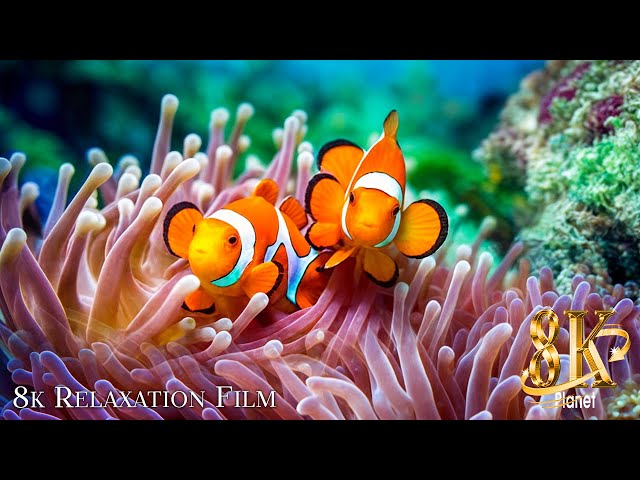 Aquarium 8k VIDEO (ULTRA HD) - Captivating Moments with Beautiful Coral Reef Fish - Relaxing music