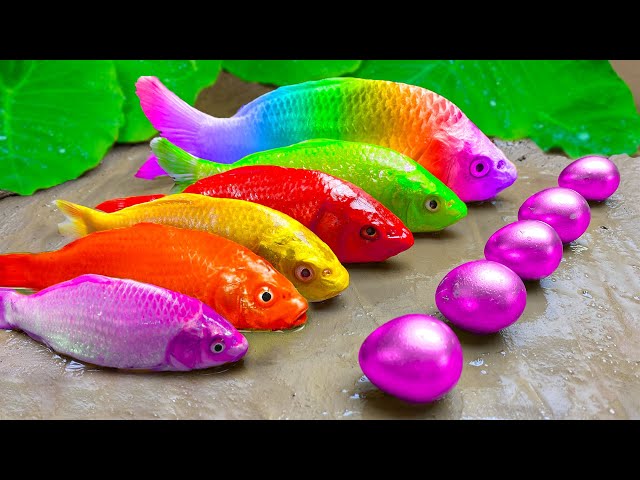 1000+ Koi Fish Trap Rainbow Catfish, Colorful Eggs | Catching Octopus Cooking Fish Stop Motion