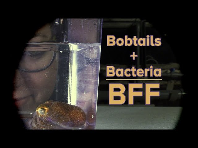 Bobtails + Bacteria = BFF