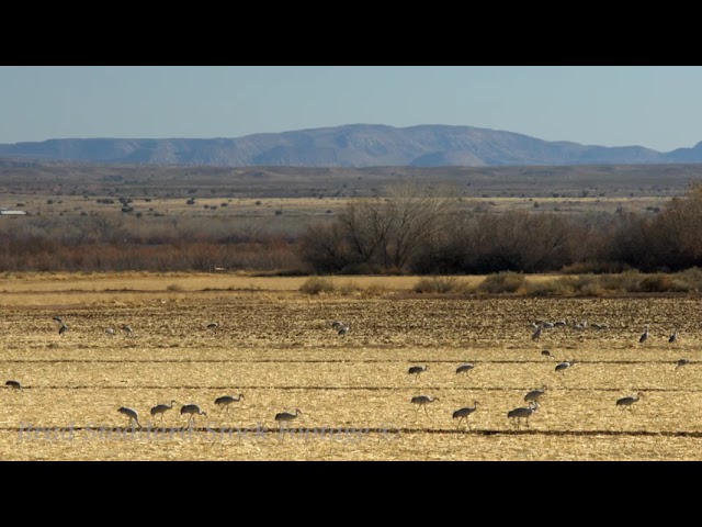 NM035 Sandhill Cranes at Ladd Gordon Refuge, NM 4k preview