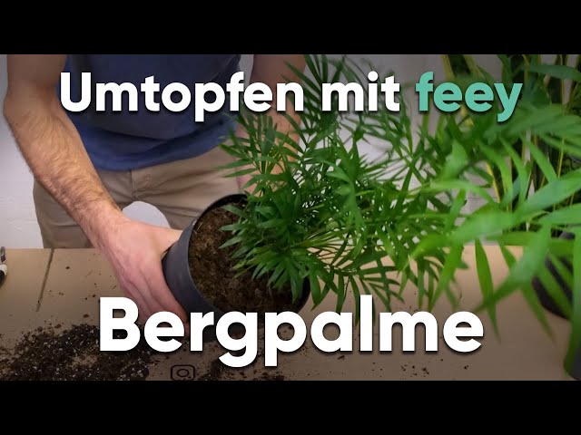 Wie topfe ich eine Bergpalme um? - Umtopfen mit feey