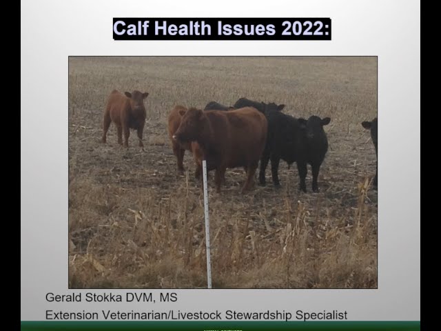 Backgrounding Cattle 2022: Calf Health Issues - Managing to Prevent the Preventable