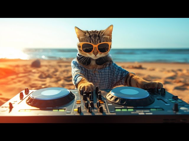 Livestream - House Beach Party 2025 | Ultimate Sunset & Dance Vibes with The Coolest Cat DJ 🌅🎉