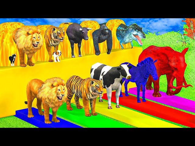 Lion Elephant Cow Tiger Gorilla Dinosaurs Fountain Crossing Animation Game | Funny Animal Cartoon