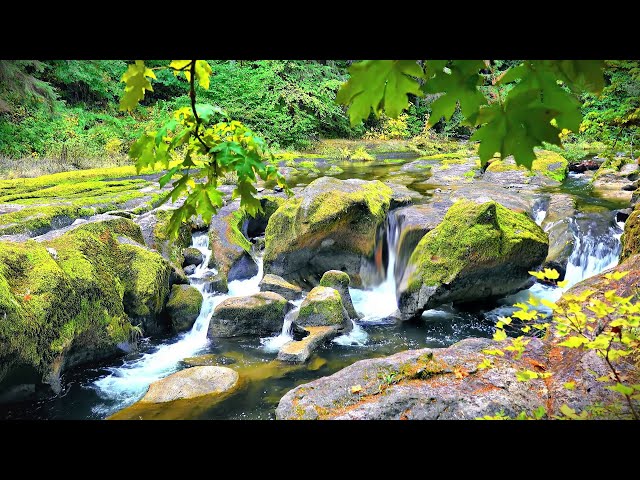 Forest Whisper ASMR, Birds chirping, Brook & Nature Sounds for Deep Sleep