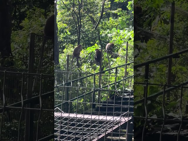 3 monkeys are relaxing