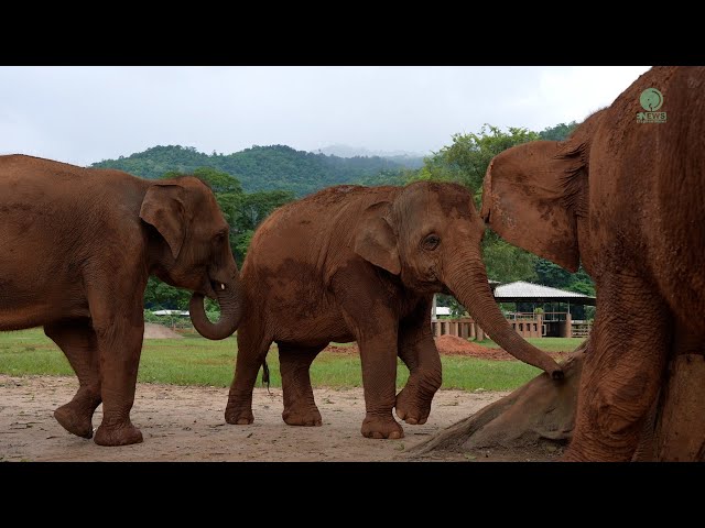 Elephant Invite Friend To Be Part Of Their Fellowship Again - ElephantNews