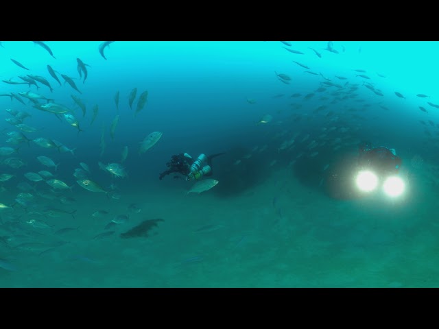 Trevally at 45m (360 3D 8K) | Insta360 Pro 2 | Mantis Sub housing