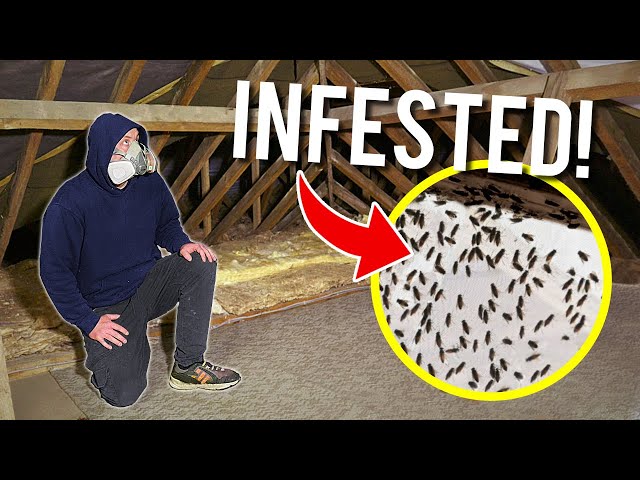 How To GET RID of Cluster Flies