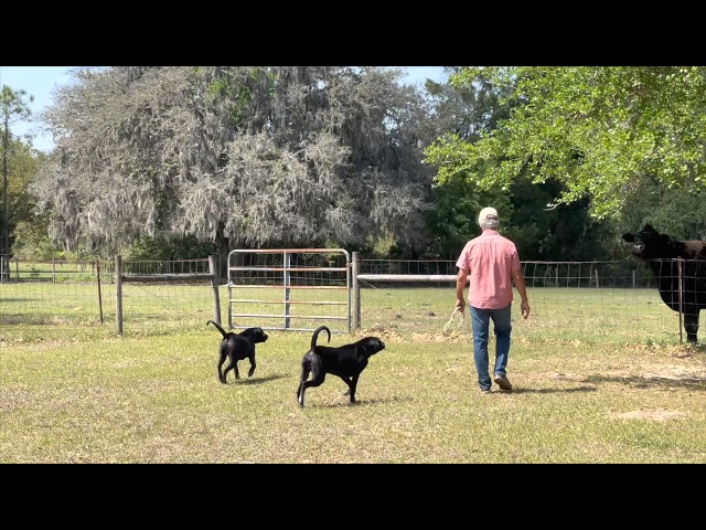 Teddie and Eddie visit the cow