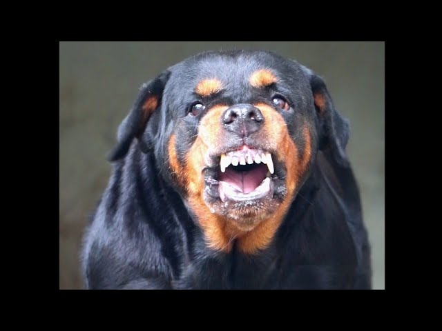 Dog Barking sounds angry | Funny Dog Barking Videos Compilation