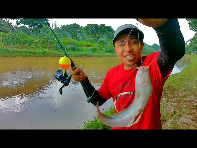 Kacu Nantang Master || Mancing lele di Kali ❗ Hasil nya...❓#HiburanhariSabtu&Minggu #hiddengemz