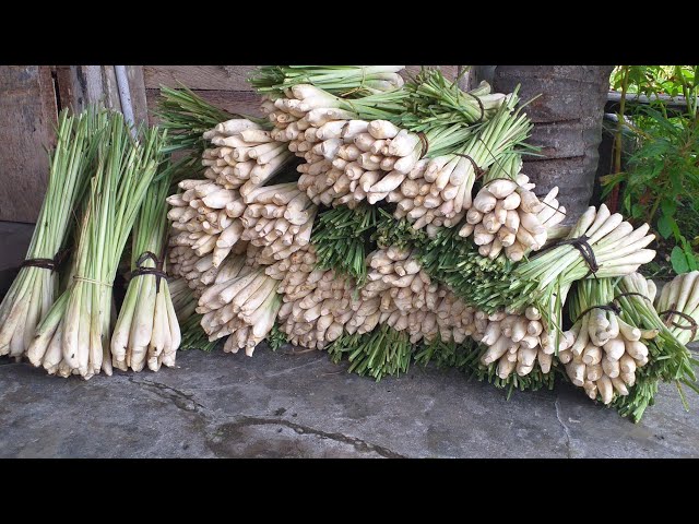 pengusaha sere mendadak kaya mendadak(bumbu masak)