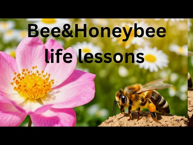 Bee&Honeybee life lessons #Nature’s Wisdom#purpose driven