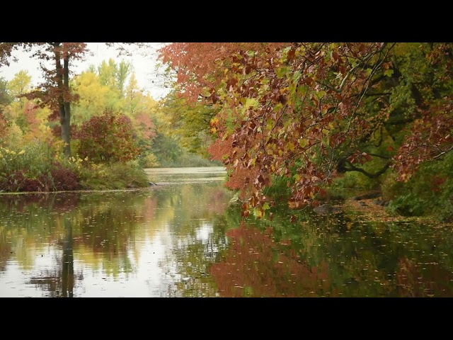 Contemplar a natureza com musica relaxante