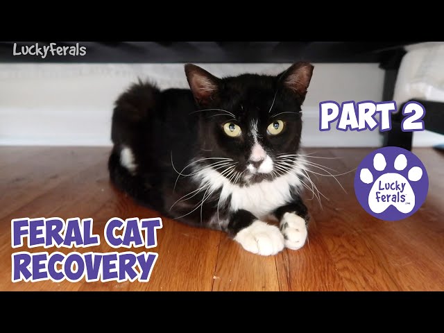 Injured Feral Cat Recovery Part 2 - Days 6 - 15 - Ditto Tribute - Training A Feral Cat