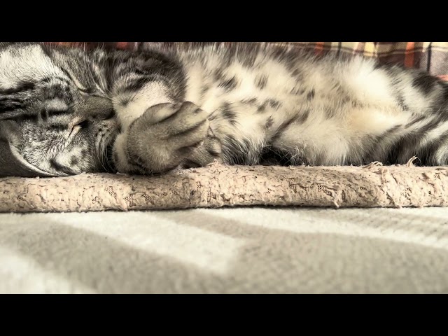 Cat starting to sunbathe while showing its fluffy belly