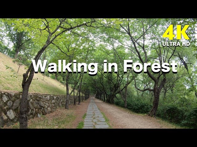 4K beautiful forest road walk nature landscape video | Walking Kiss Road