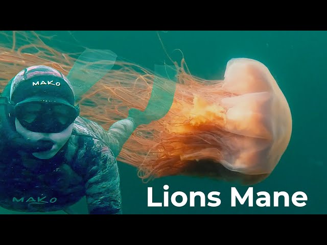 Lions Mane Jellyfish | Dangerous Freediving and swimming with Lion's Mane Jelly Fish