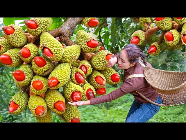 WOMAN Harvesting Monk Fruit (Siraitia Grosvenorii) to sell | Known as King of fruits | Ly Thi Hoa