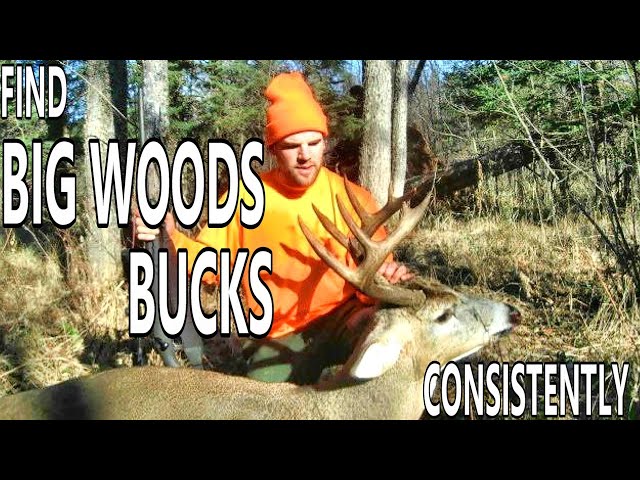 Find BIG WOODS BUCKS Consistently with this One Strategy