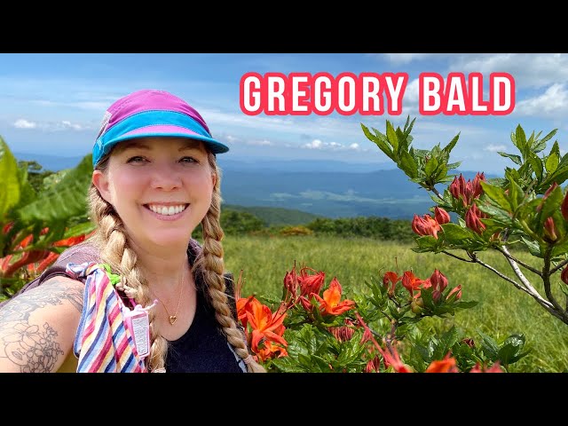 Hike to Gregory Bald to see Flame Azaleas (Great Smoky Mountains)