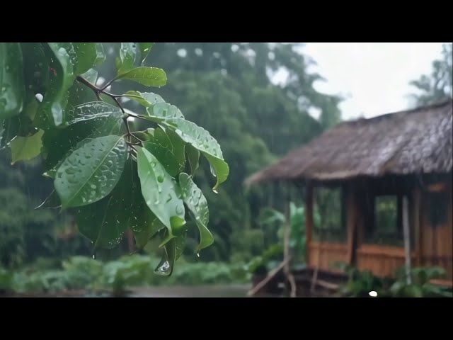 Soft Rain falling on the Leaves Helps Those with Insomnia to Sleep Soundly and Recuperate