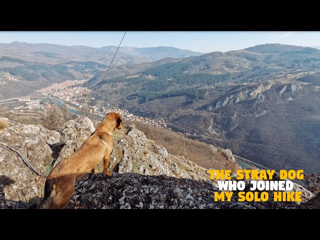 Solo Hiking With an Unexpected Companion | A Journey Through the Forest with a Stray Dog