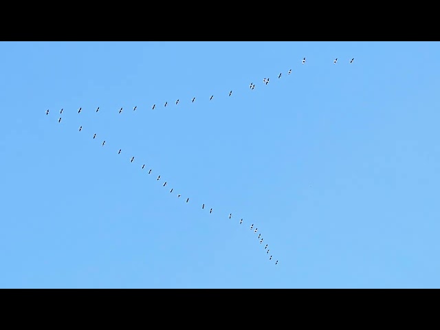 SANDHILL CRANES FLYING OVER ST. PATRICK'S COUNTY PARK.