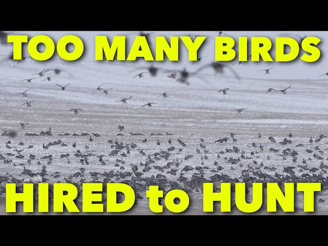 TOO MANY BIRDS ... Claudio Ongaro's Hired to Hunt Season 5 Episode 3