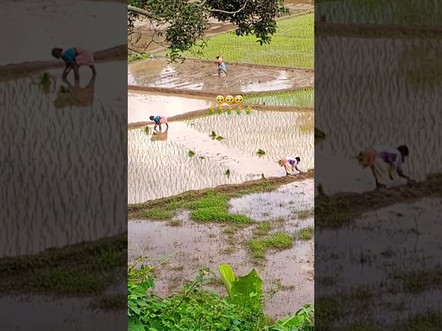 பார்மிங் 🌾💚#விவசாயம்#vivasayi#விவசாயி#agriculture#farmer#farming#farmlife#farm#farmers#இயற்கைஉரம்