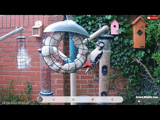 Live 🦅 Bird Station Feeder Cam - Squirrel Cams