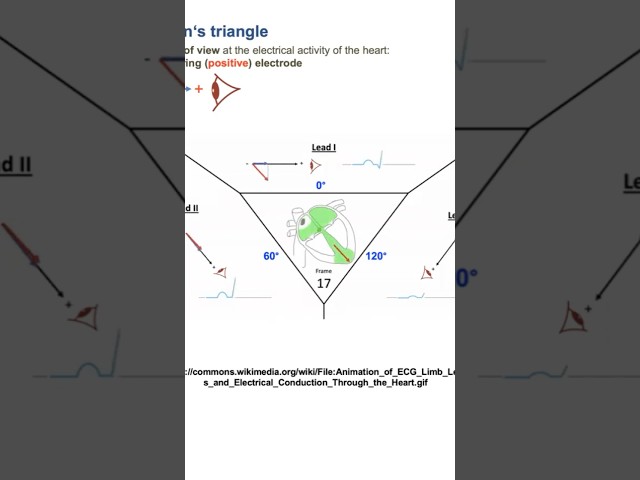 Cardiac Physiology | ECG Einthoven’s Triangle#cardiology#usmle#physiology