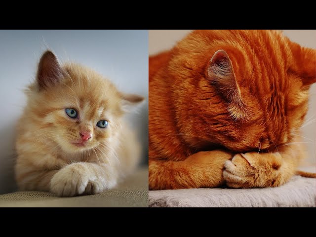 Funny Cats Compilation #1 (Most Popular) #funny #cat #cute #kitty