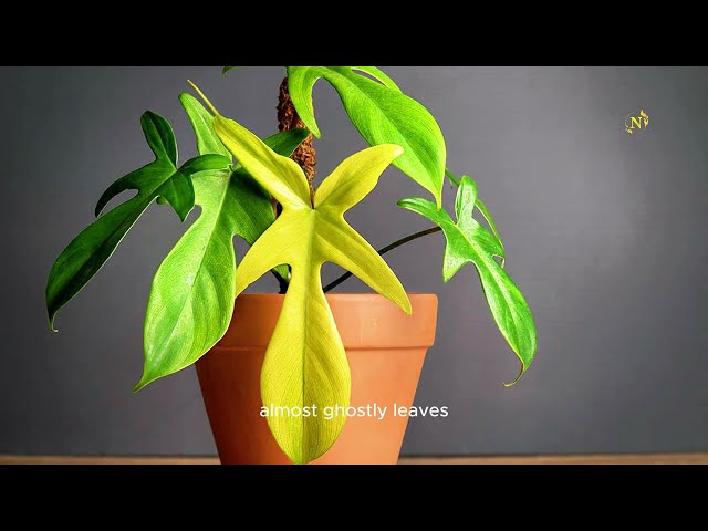 Florida Ghost Philodendron Care  Tips for a Thriving & Healthy Plant!