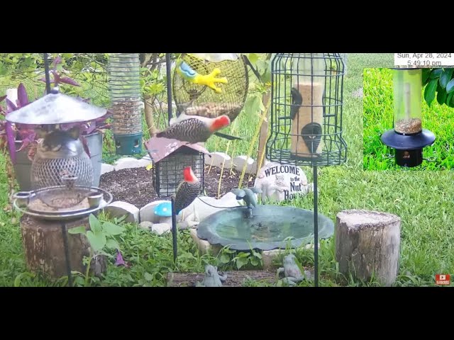 Florida Bird Feeder Live Camera HD