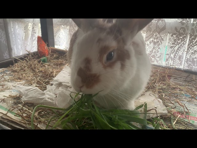 ASMR | Rabbit & Budgie