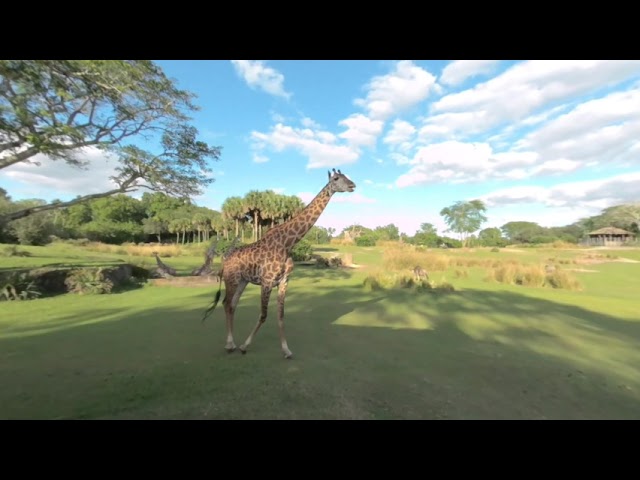 VR180 - Walt Disney World - Animal Kingdom - Kilimanjaro Safaris (Clip 2 of 6) - November 24th 2020