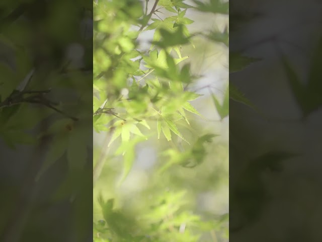 Summer Tokyo's Maple Leaves #japan