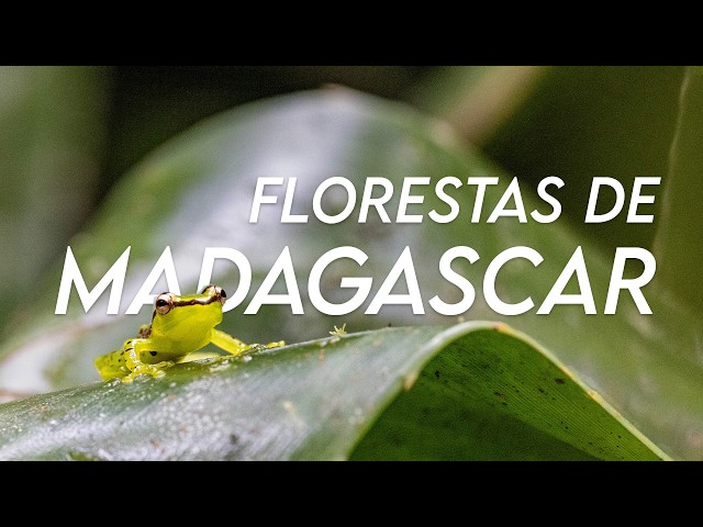 Madagascar Rainforest Animals (Andasibe and Ranomafana)