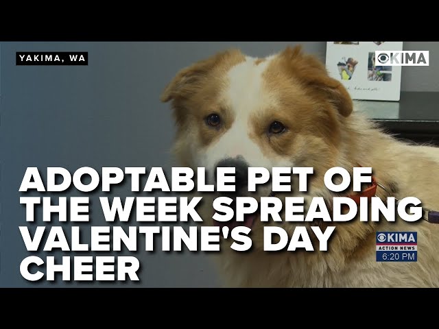 Adoptable Pet of the Week Spreading Valentine's Day Cheer