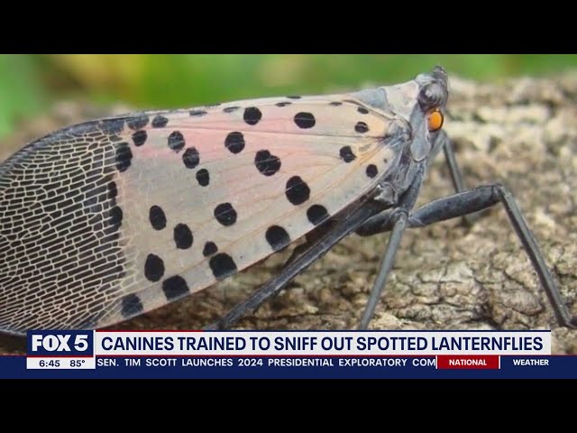 Virginia researchers using dogs to help sniff out invasive spotted lanternflies | FOX 5 DC