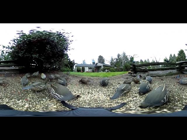 White Quail 360