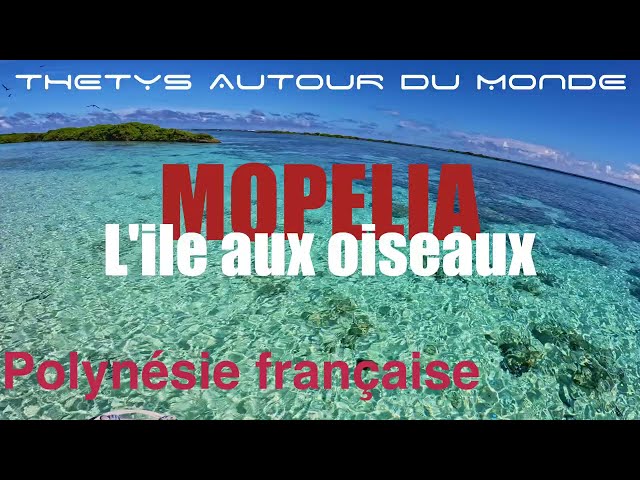 MOPELIA ILE AUX OISEAUX youtube